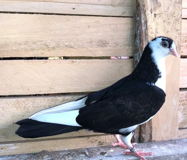 8700  femelă  2020_1 - tineret 2020