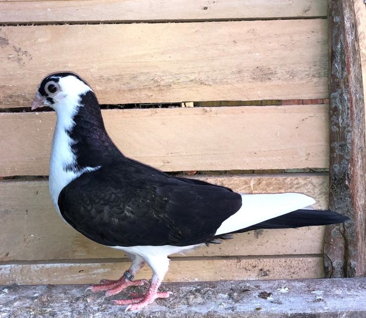 8700  femelă  2020_2 - tineret 2020