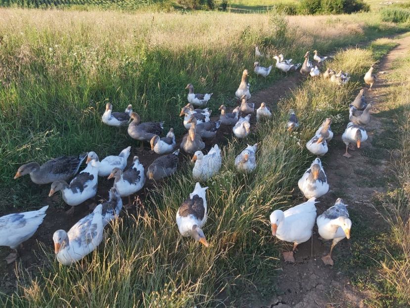  - d-Boboci de Gâscă 2020