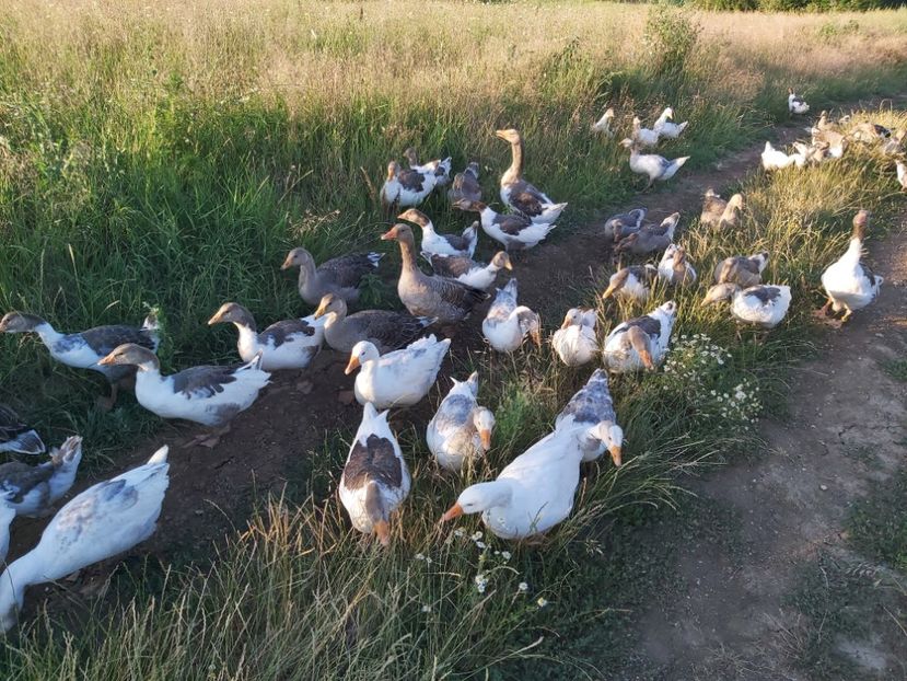  - d-Boboci de Gâscă 2020