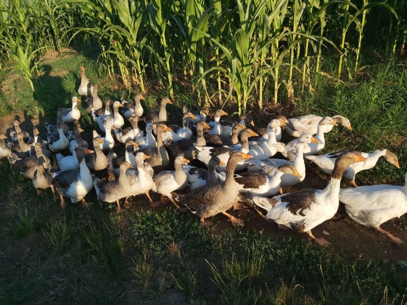  - d-Boboci de Gâscă 2020