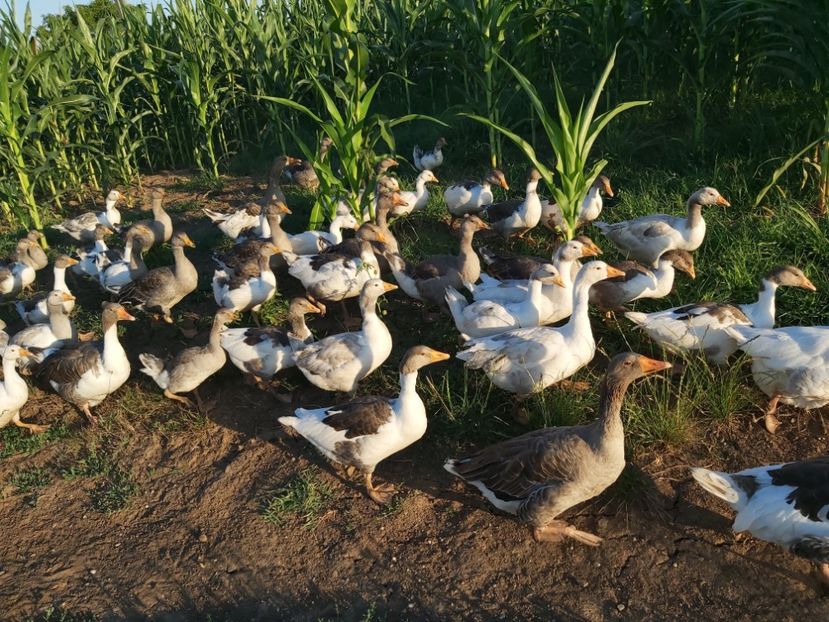  - d-Boboci de Gâscă 2020