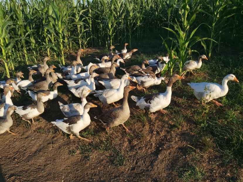  - d-Boboci de Gâscă 2020