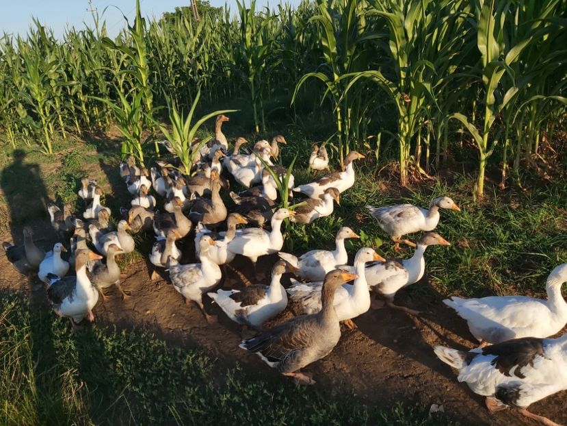  - d-Boboci de Gâscă 2020