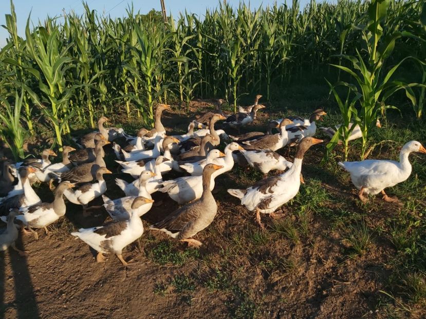  - d-Boboci de Gâscă 2020