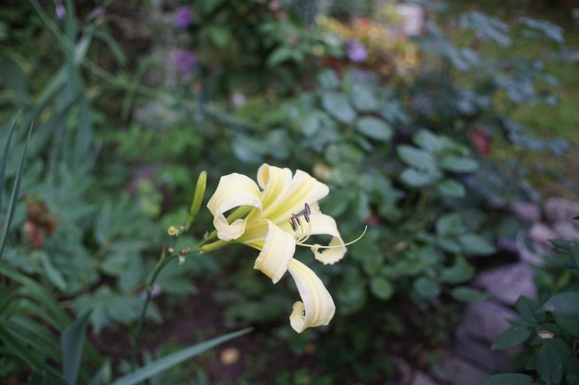 Heavenly Angel Ice - Hemerocallis 2020- 2021- 2022