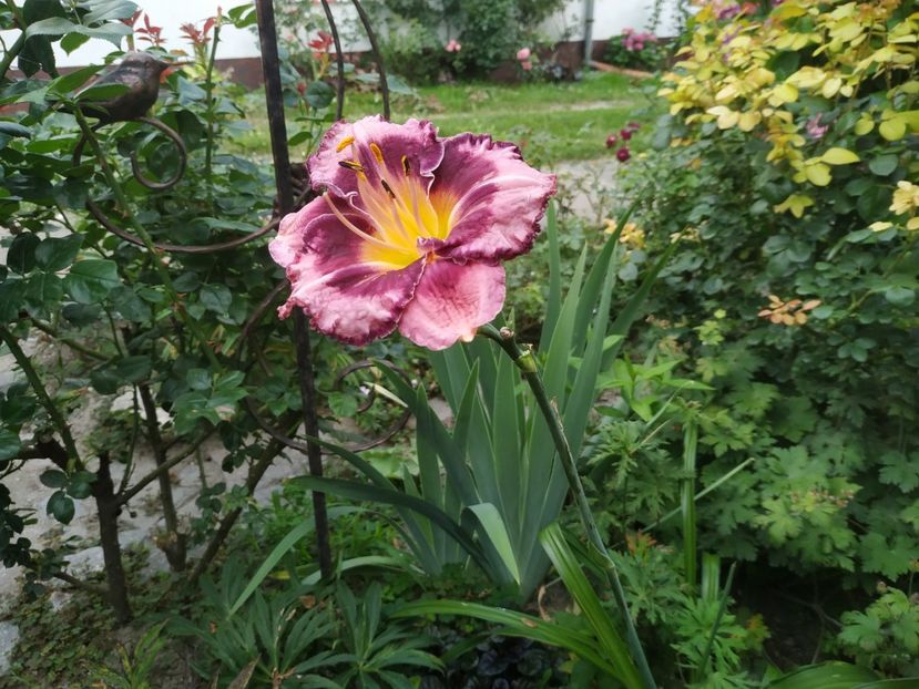  - Hemerocallis 2020- 2021- 2022