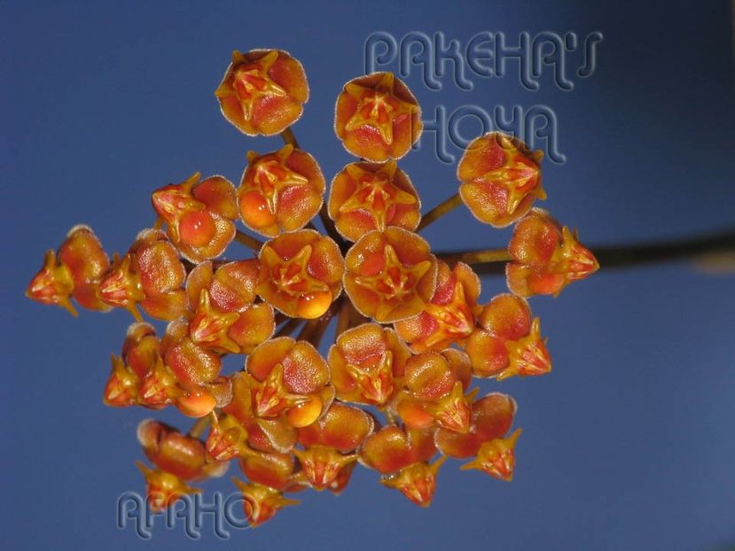 Hoya loheri - Hoya Loheri