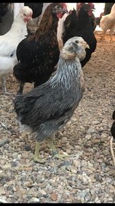 Araucana Argintiu Silver - 2021 Găini Araucana Argintiu Sălbatic Willd și Gold