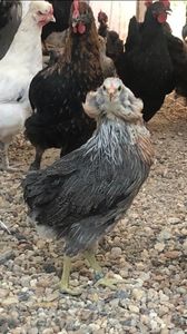 Araucana Argitiu Silver - 2021 Găini Araucana Argintiu Sălbatic Willd și Gold