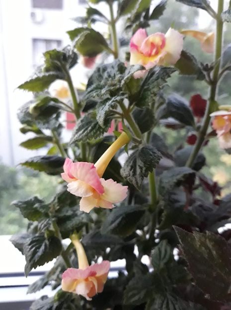  - 001 2021 - Limoncello