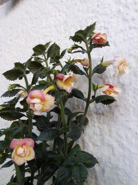  - 001 2021 - Limoncello