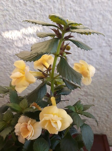  - 0001 2022 - RF s Tropicana