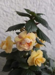  - 0001 2022 - RF s Tropicana