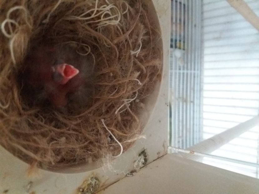  - pui hibrizi petrusi 2020