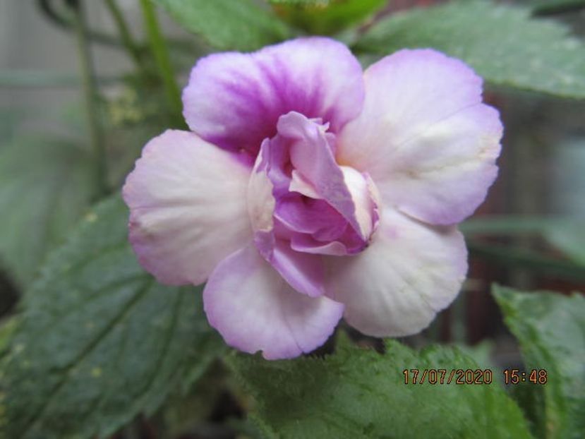 Queen of Lace - Achimenes 2020