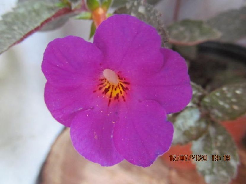 Imperial Light - Achimenes 2020