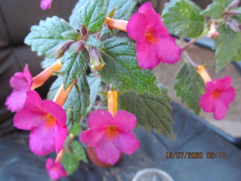 Chancey Marie - Achimenes 2020