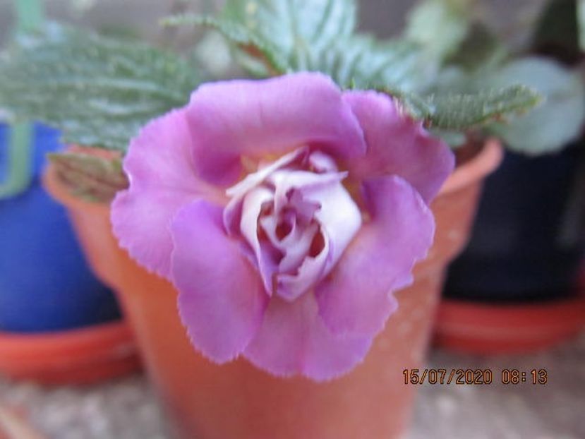 BriD's Adie - Achimenes 2020