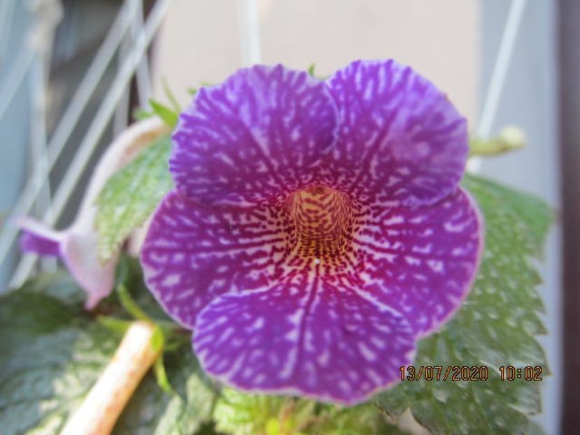 Leonheart - Achimenes 2020