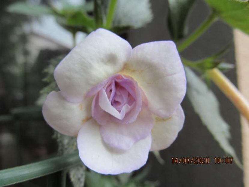 Lavender Bliss - Achimenes 2020