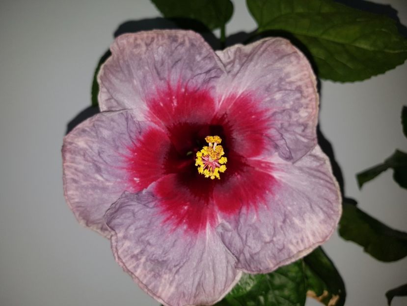  - Hibiscus Drama Qween