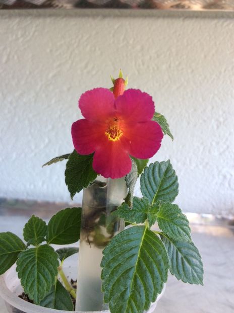 12.07.2020-Amazing Greace - Achimenes 2020