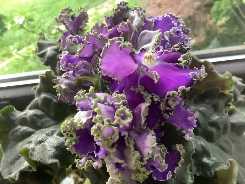  - Cajun s Royal Knockout