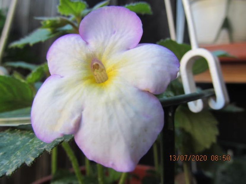 Sweet Giant - Achimenes 2020