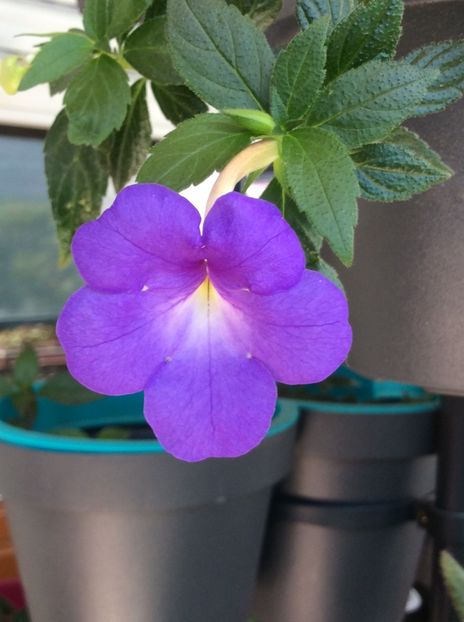 12.07.2020-Annie Belle - Achimenes 2020