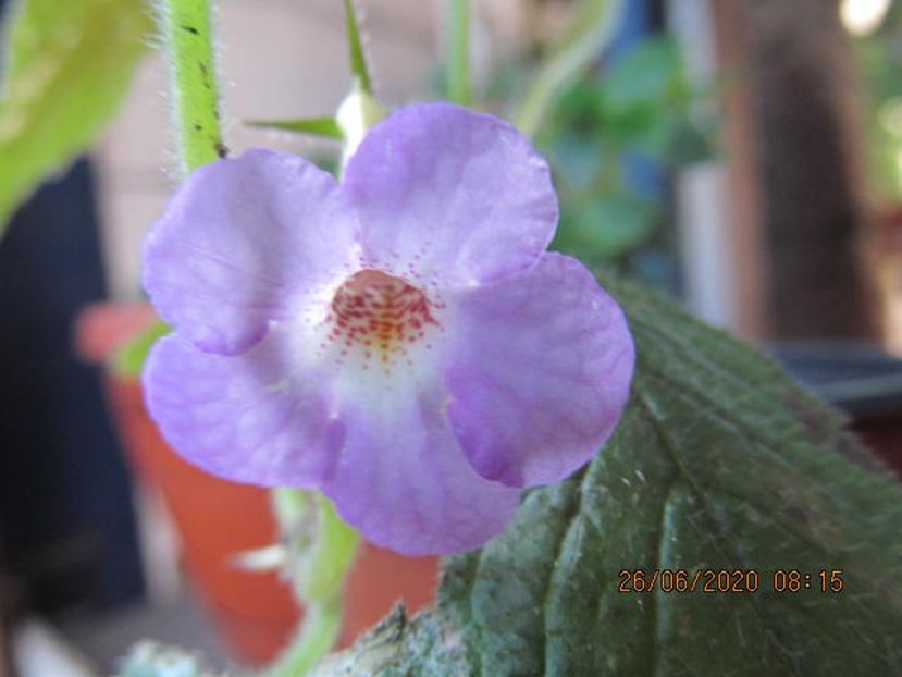 Dark Star - Achimenes 2020