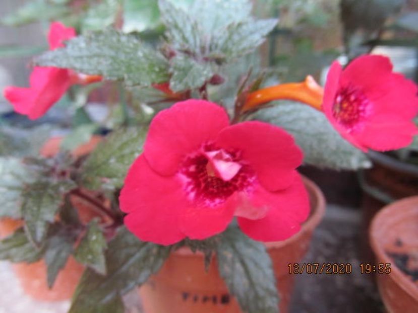 Pink Elfe - Achimenes 2020