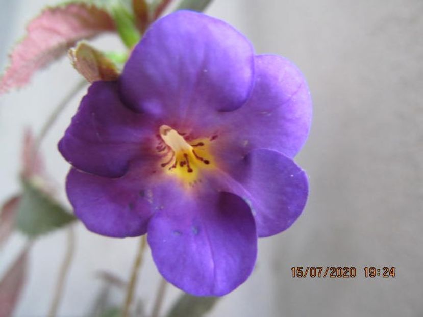 RF's Luzita - Achimenes 2020
