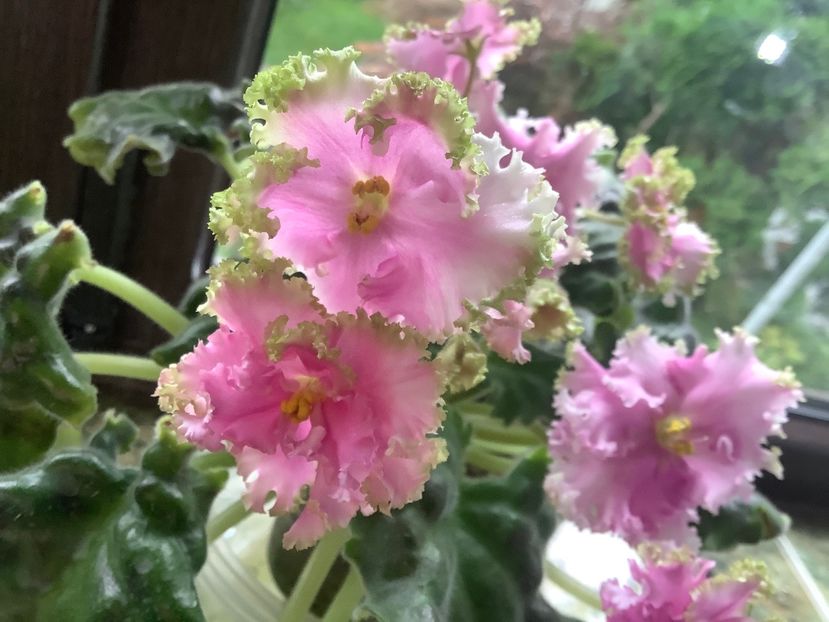  - High School Sweetheart