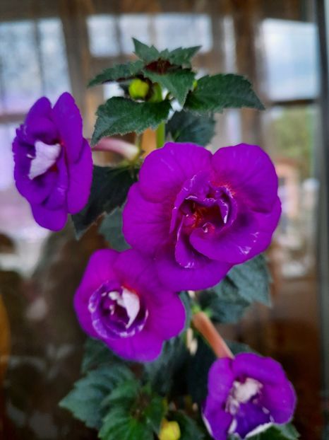 Purple Mystery - AA RIZOMI ACHIMENES 2022