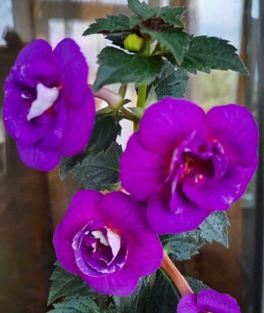 20200715_184113~2 - PURPLE MYSTERY
