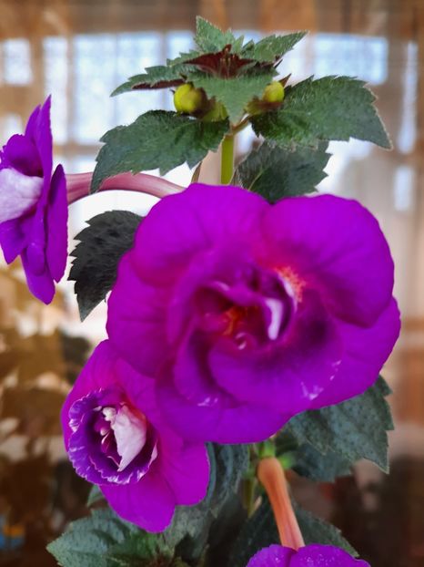 - PURPLE MYSTERY