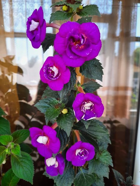  - PURPLE MYSTERY