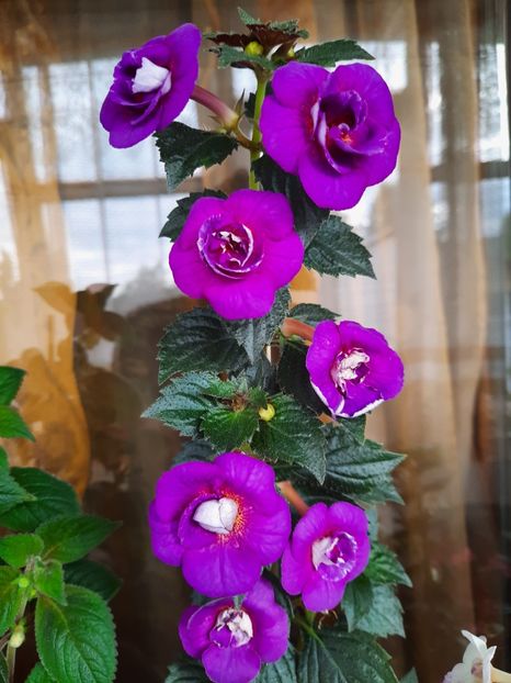  - PURPLE MYSTERY