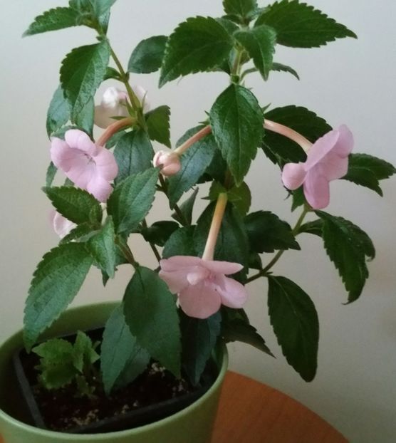 20200711_055514-1 - Double Pink Rose