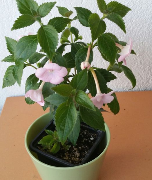 20200711_055910-1 - Double Pink Rose