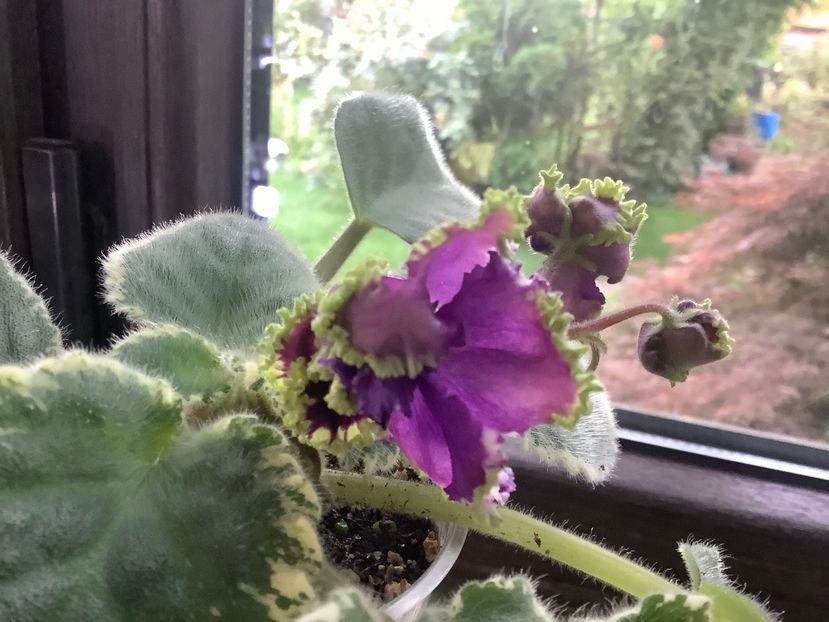  - LE Nochnoe Randevu