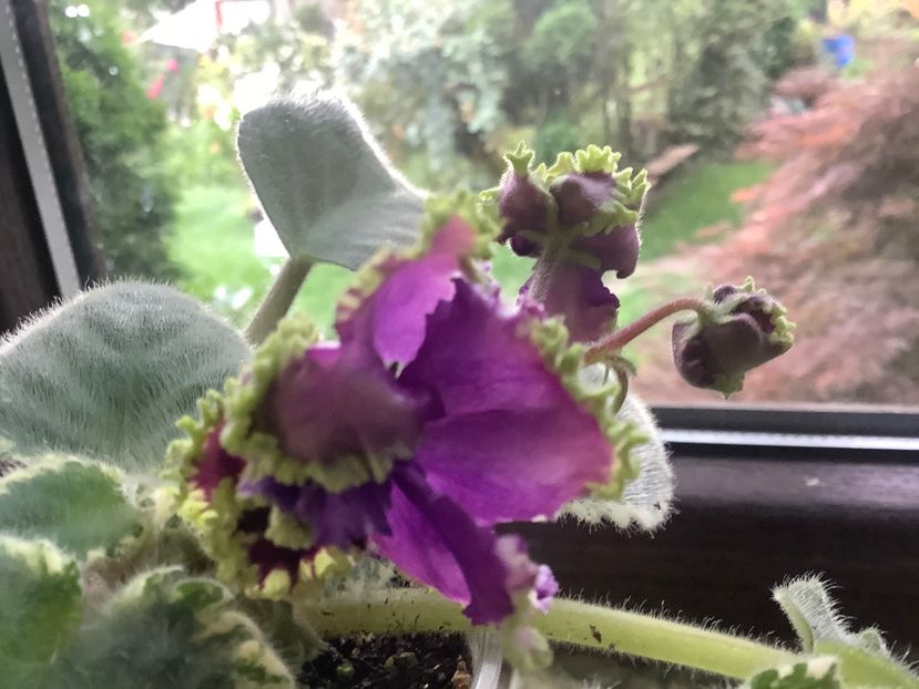  - LE Nochnoe Randevu