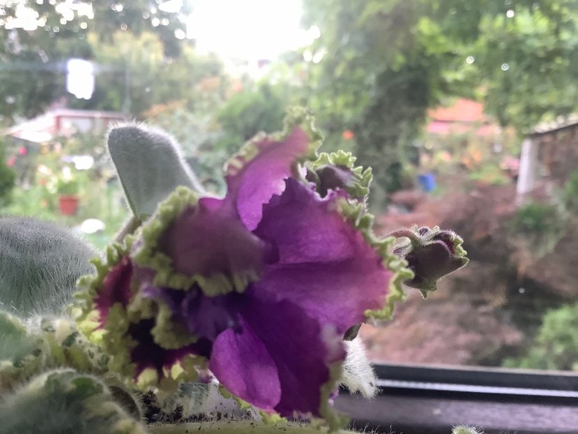  - LE Nochnoe Randevu