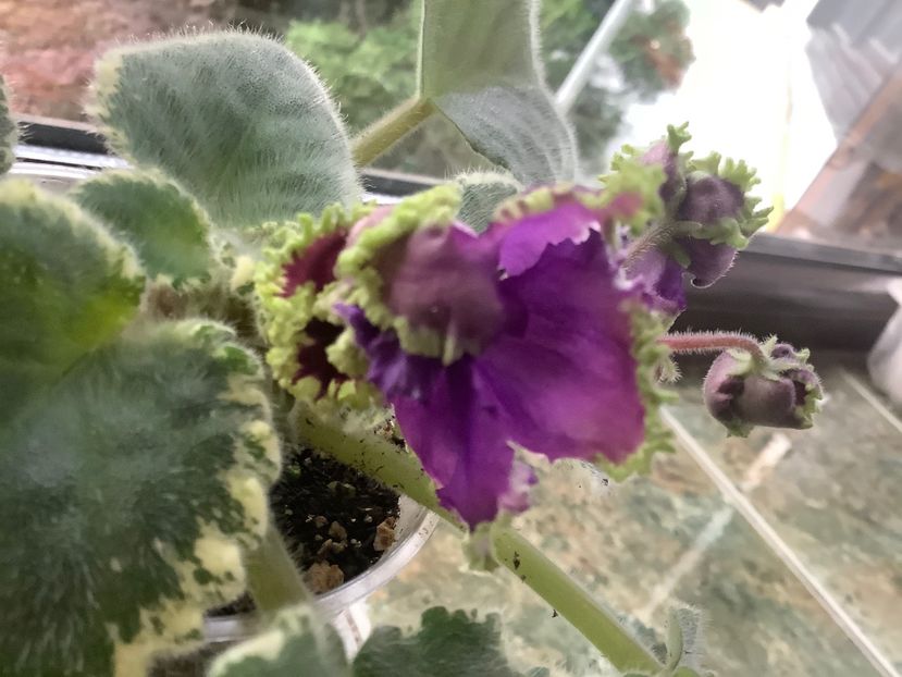  - LE Nochnoe Randevu