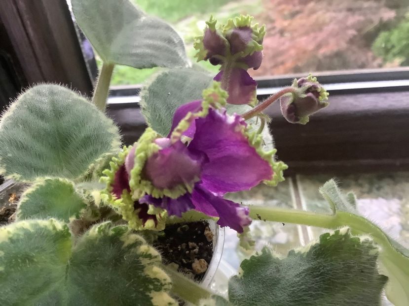  - LE Nochnoe Randevu