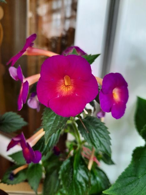 Bird's Maria - AA RIZOMI ACHIMENES 2022