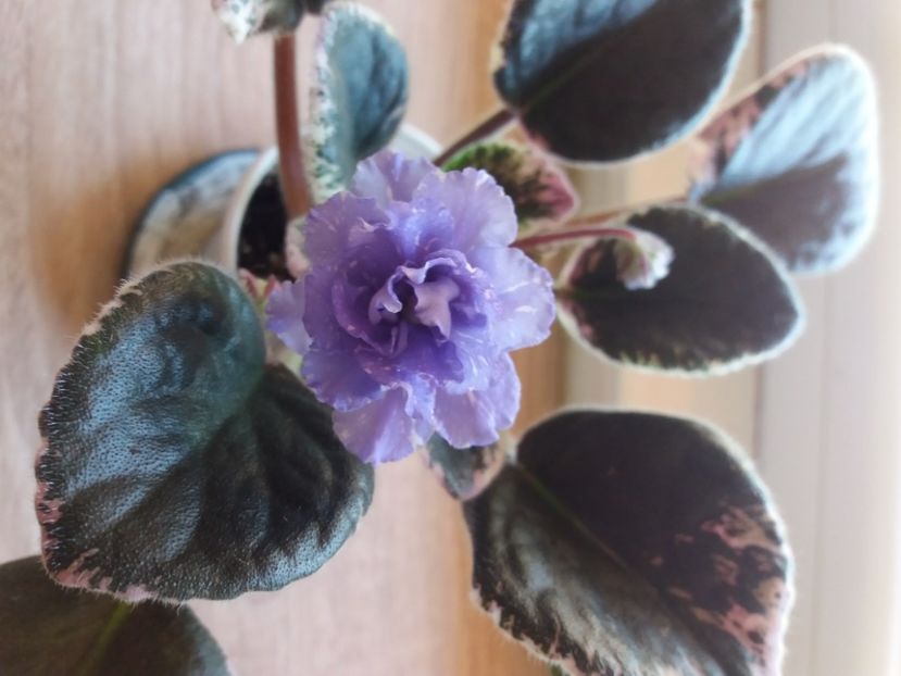  - RS Underwater Ball