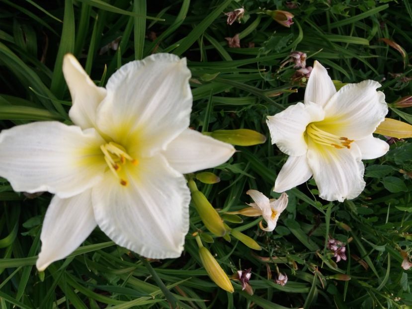  - Hemerocalisii infloriti in 2020