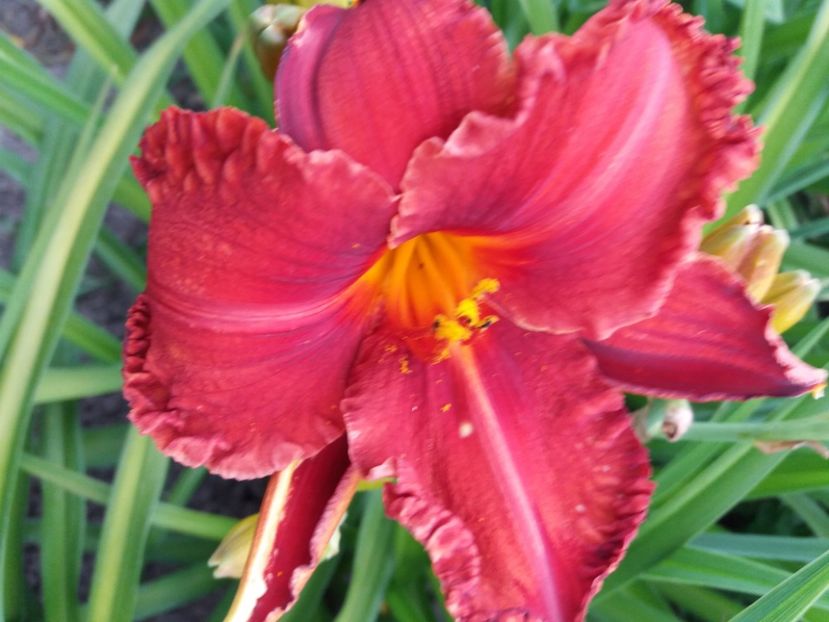  - Hemerocalisii infloriti in 2020